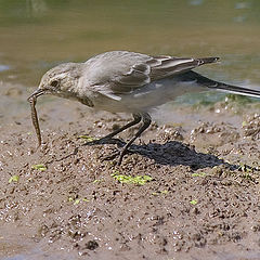 photo "Motacilla alba"