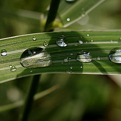 photo "drops"