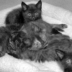 photo "five feral kittens I am foster homing for a month"