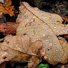 photo "Autumn still-life"