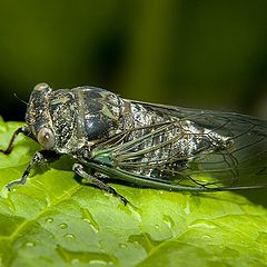 photo "Giant Fly"