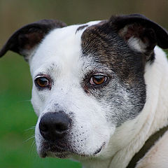 photo "A Dog's Portrait"