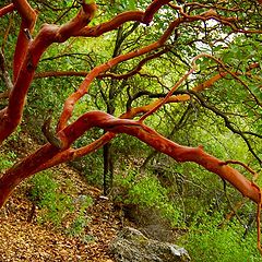 фото "Red tree"