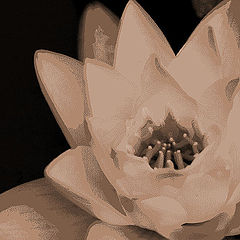 photo "Water Lily"