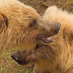 photo "Say Cheese (this may be in US only, but that's what a photographer would say to get one to smile)"