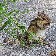 photo "Breakfast of chipmunk"