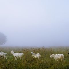 фото "Осенние туманы. Утро в поле"