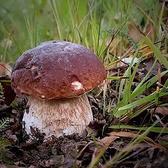 photo "Happiness of the mushroom picker :)"