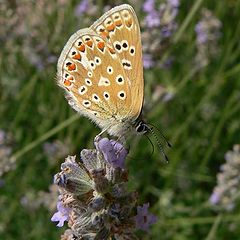 photo "Butterfly"