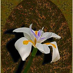 photo "***"
