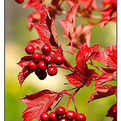 photo "The autumn has come..."