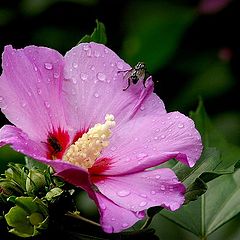 photo "after the rain"