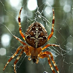 фото "Янтарный паук"