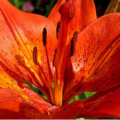 photo "Lily"