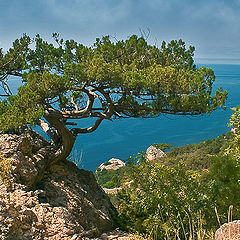 photo "The Sudak pine"