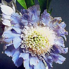 photo "Scabious"