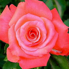 фото "Rose"