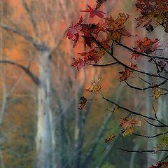 photo "Autumn Leaves"