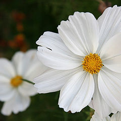 фото "White flower"