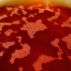 photo "Tea map"