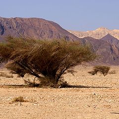 photo "Negev"