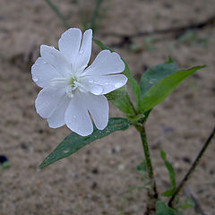 photo "Tears on summer ..."