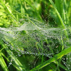 photo "Web"