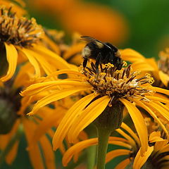 photo "Flowers and insects."