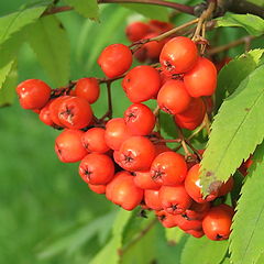 photo "Red on green"