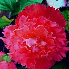 фото "Begonia "PInk Petticoat""