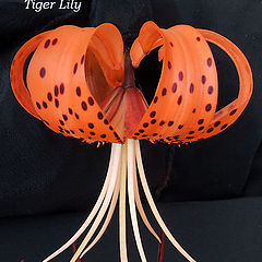 photo "Tiger Lily"