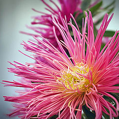 фото "Aster I"