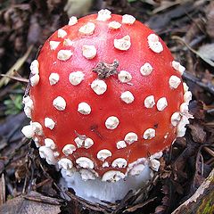 photo "Fly agaric"