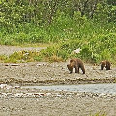 photo "Mom and the 4 cubs"