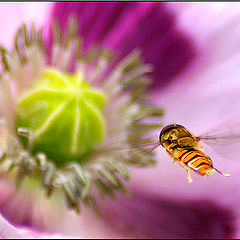 photo "On a way to meal"