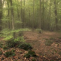 photo "Fageda 08/06"