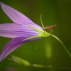 photo "To fly or not? :)"