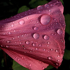 photo "The rain-drops"