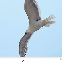 photo "Seagull"