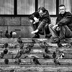 photo "About pigeons"