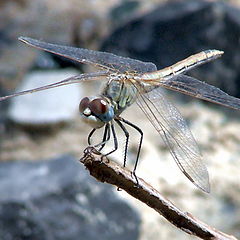 photo "DragonFly"