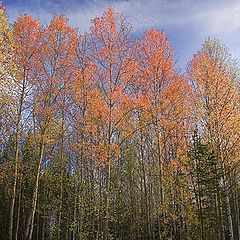 фото "Colors of autumn..."