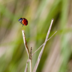 photo "The climber"