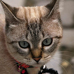 photo "Obidos cat"