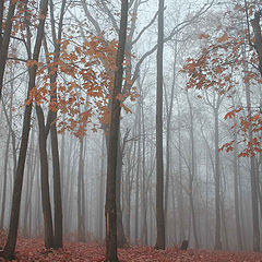 фото "Осенний лес..."