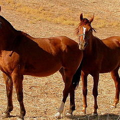 фото "Horses"