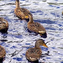 photo "Duck Family"