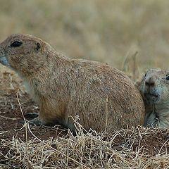 photo "Sleepy Couple"