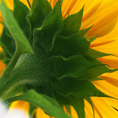 photo "sun flower"