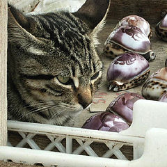 photo "The cat and the shells - To Basti"